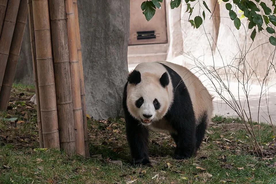 Giant panda at the Chengdu Research Base