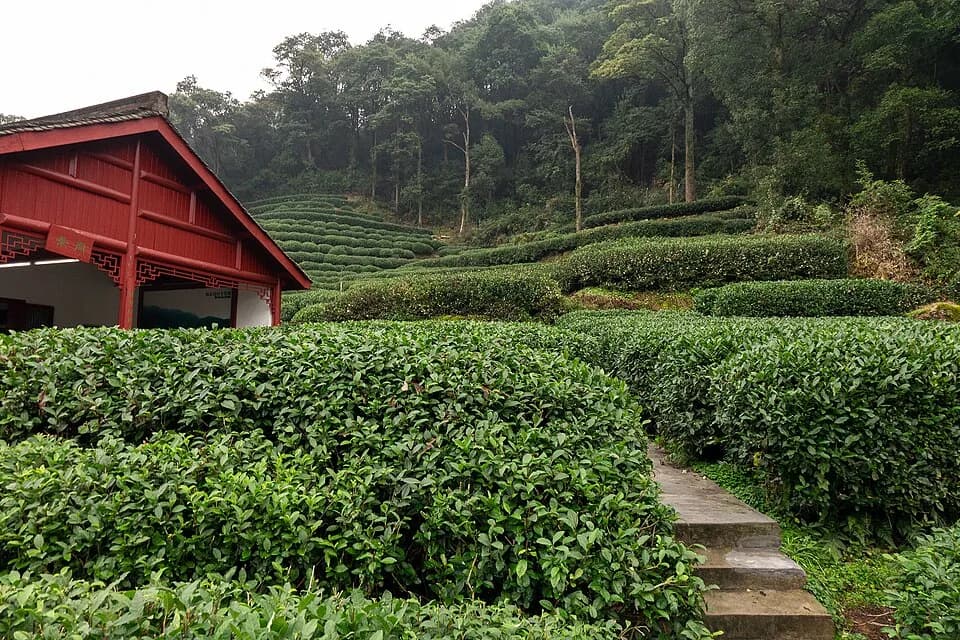 Longjing tea terraces near Hangzhou